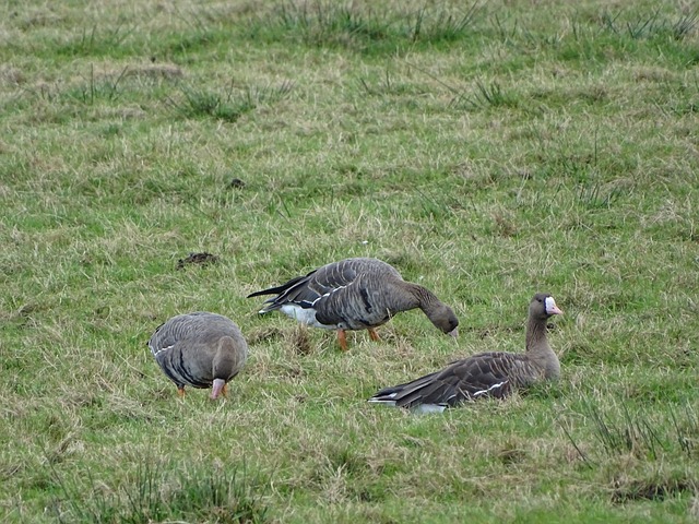 甚囂塵上 甚囂塵上